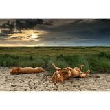 Zwei männliche Löwen dösen auf einem ausgetrockneten Seebett im Serengeti-Nationalpark in Tansania,