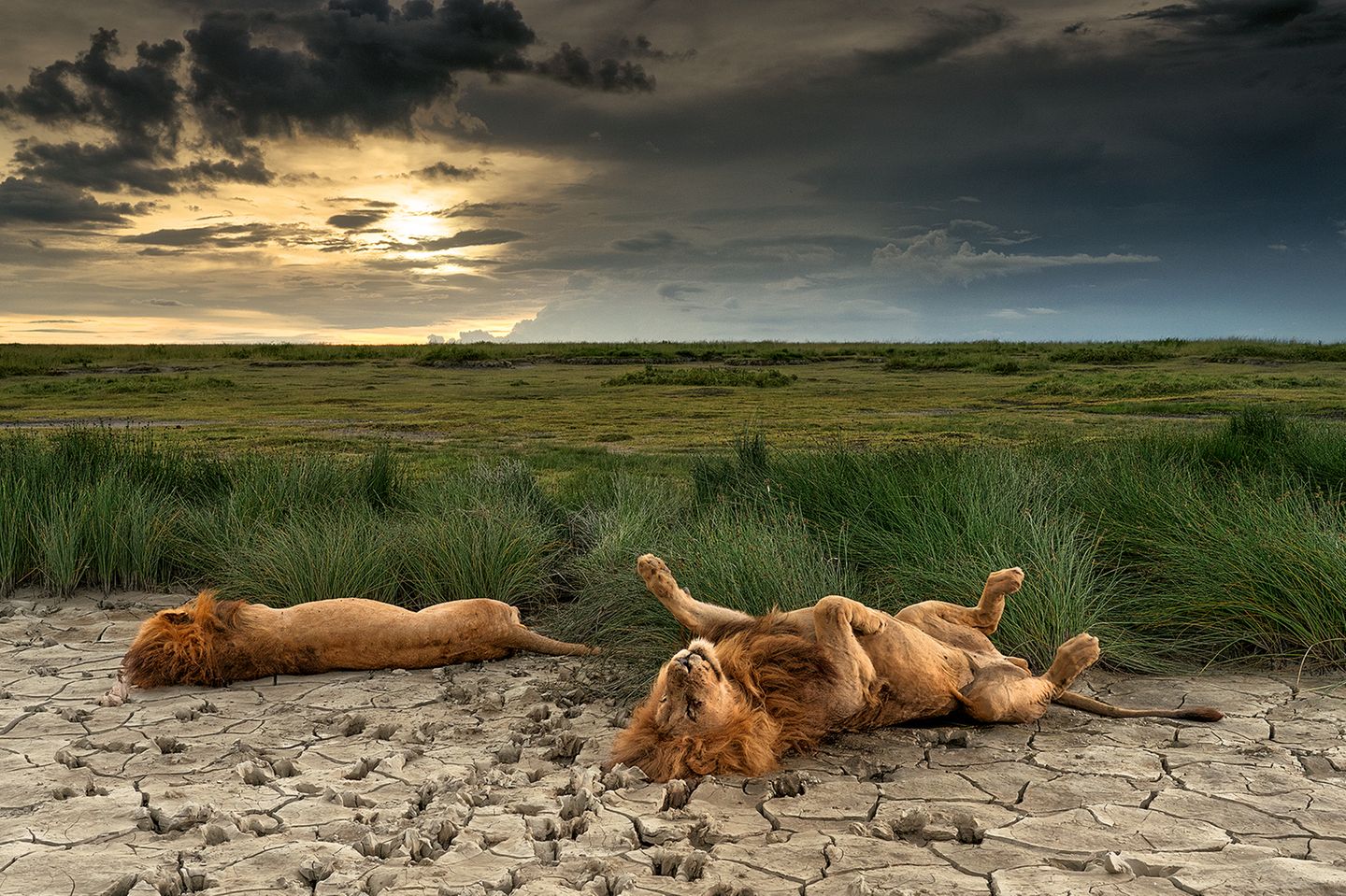 Zwei männliche Löwen dösen auf einem ausgetrockneten Seebett im Serengeti-Nationalpark in Tansania,