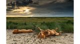 Zwei männliche Löwen dösen auf einem ausgetrockneten Seebett im Serengeti-Nationalpark in Tansania,