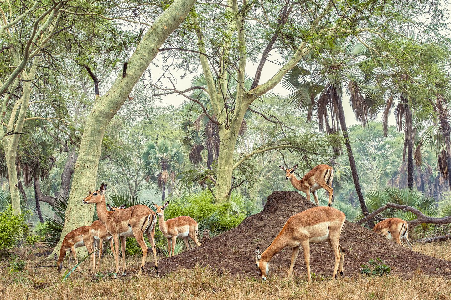 Impala-Antilopen sucht um einen Termitenhügel im Gorongosa-Nationalpark (Mosambik)