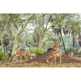 Impala-Antilopen sucht um einen Termitenhügel im Gorongosa-Nationalpark (Mosambik)