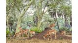 Impala-Antilopen sucht um einen Termitenhügel im Gorongosa-Nationalpark (Mosambik)