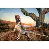 Wüstenleguan, Catalina Island vor der Küste Kaliforniens