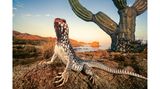 Wüstenleguan, Catalina Island vor der Küste Kaliforniens