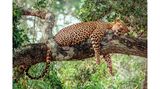 Leopard, Yala-Nationalpark auf Sri Lanka