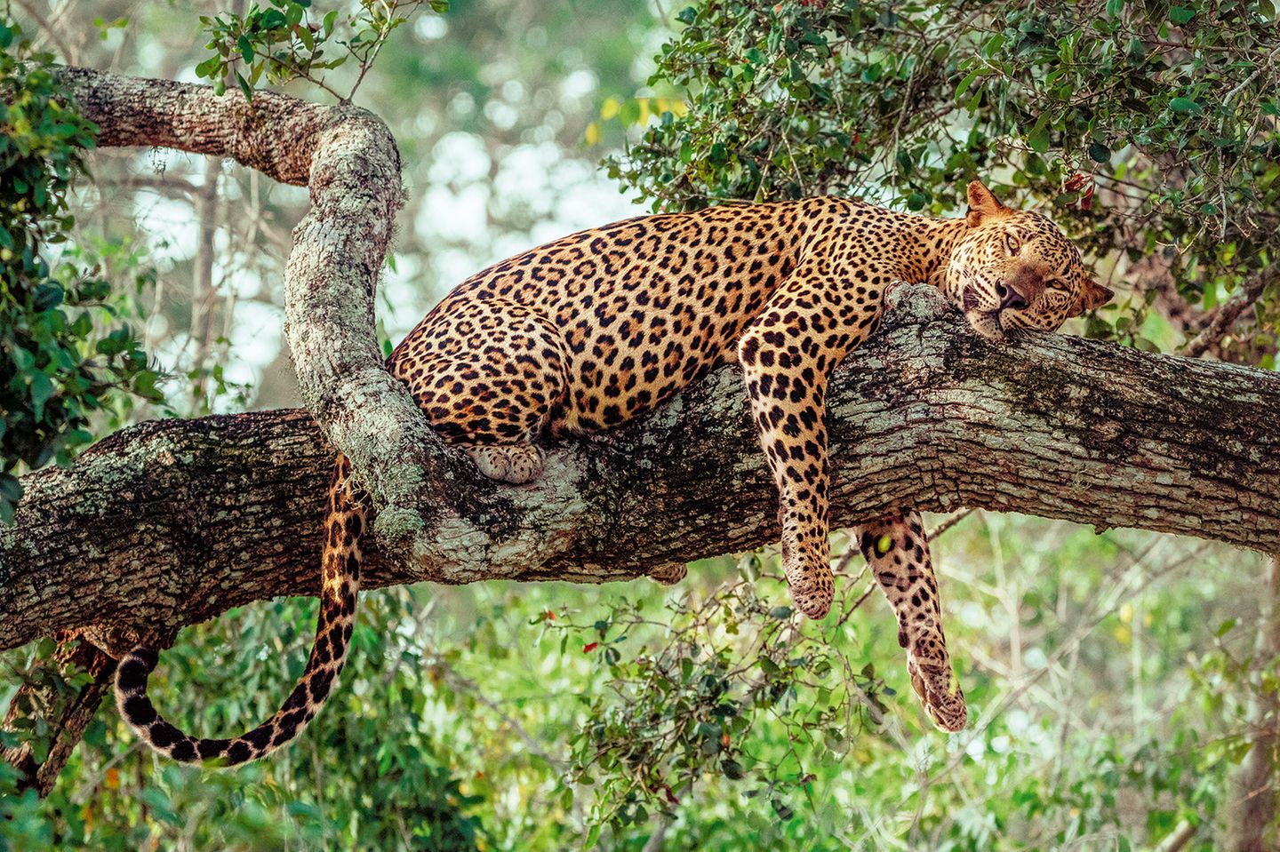 Leopard im Yala-Nationalpark, Sri Lanka Leopard, Yala-Nationalpark auf Sri Lanka