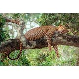 Leopard, Yala-Nationalpark auf Sri Lanka