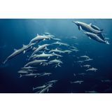 Spinner-Delfine vor der Südwestküste Costa Ricas