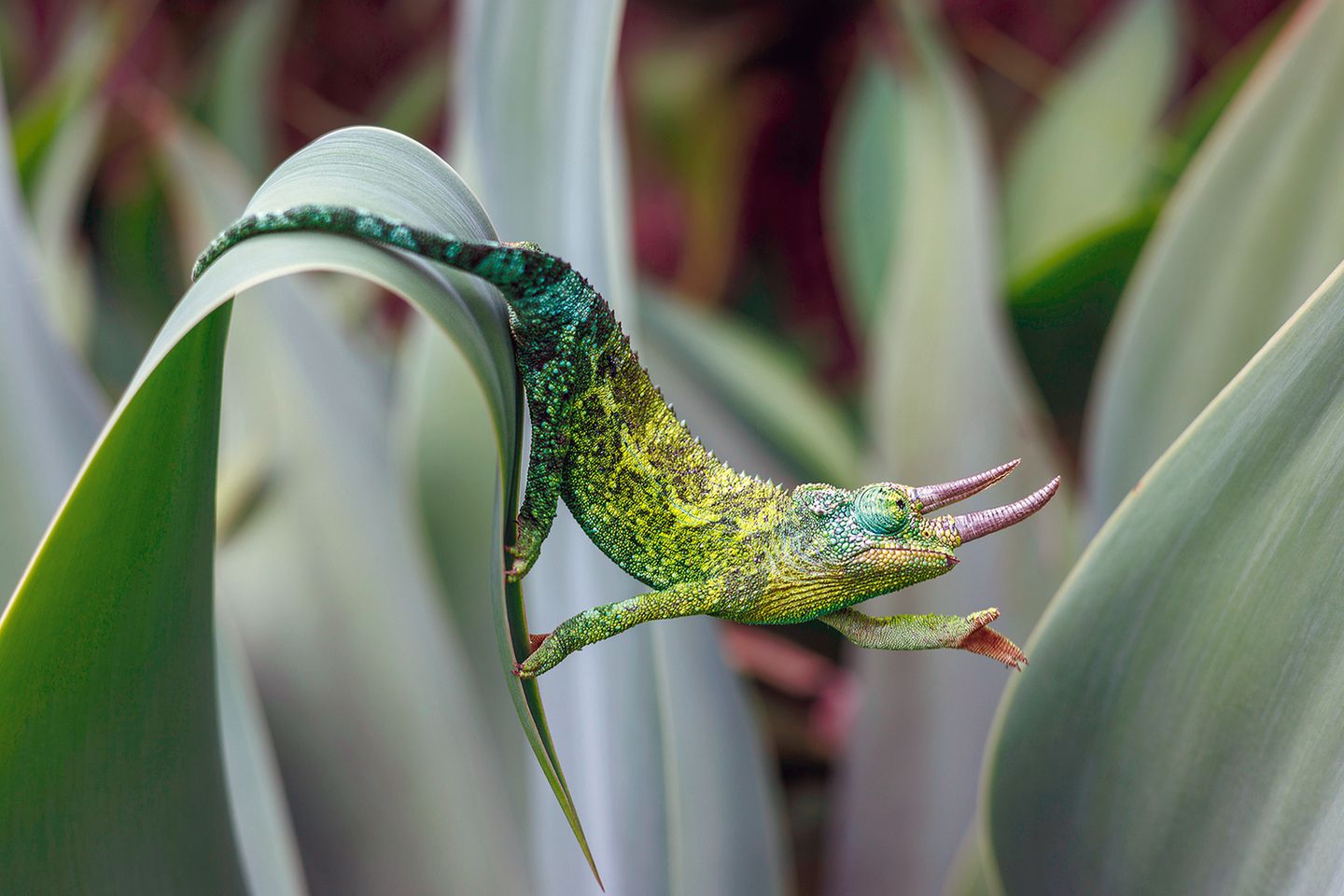 Dreihornchamäleon, Maui (Hawaii)