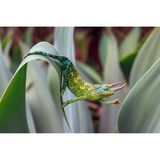 Dreihornchamäleon, Maui (Hawaii)