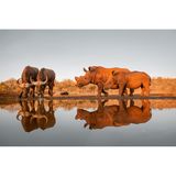 Schwarzbüffel und Breitmaulnashörner, Wasserstelle, Südafrika