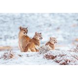 Pumamutter mit zwei Jungen, karge Gebirgslandschaft im Nationalpark Torres del Paine in Patagonien (Chile)