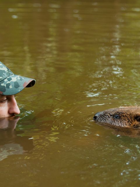 Zwei Jahre dauerte es, bis Christian Kutschenreiter und seine Frau Bettina das Vertrauen der Biber gewinnen konnten. Inzwischen verstehen sie die Tiere blind