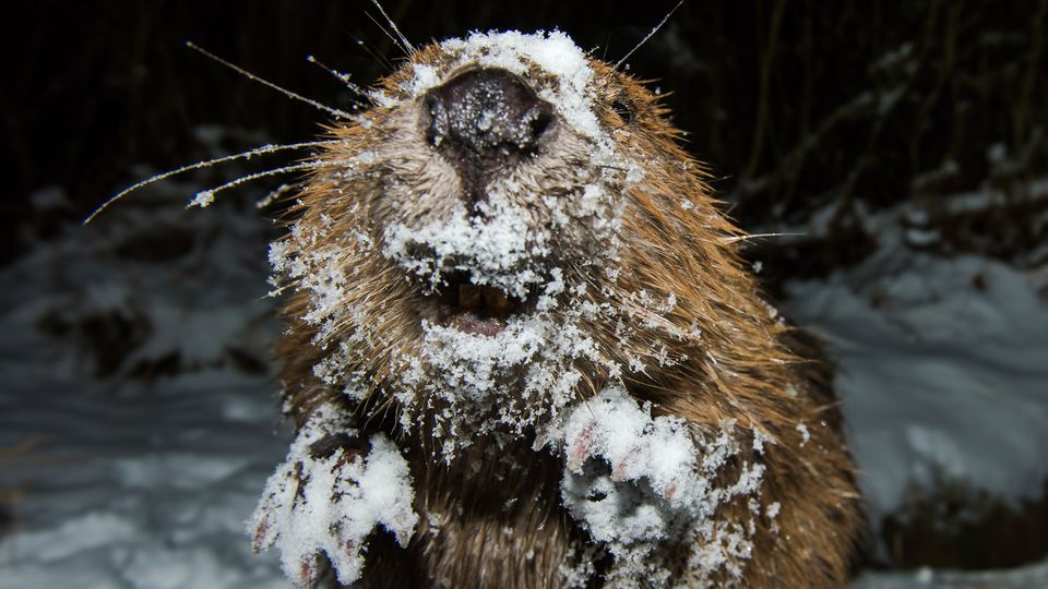 Insbesondere die jungen Biber lieben es, im ersten Schnee herumzutollen
