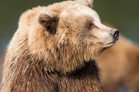 Bären orientieren sich hauptsächlich mithilfe ihres Geruchs- und Hörsinns. Geräusche können also helfen, Bären fernzuhalten und vorzeitig zu warnen