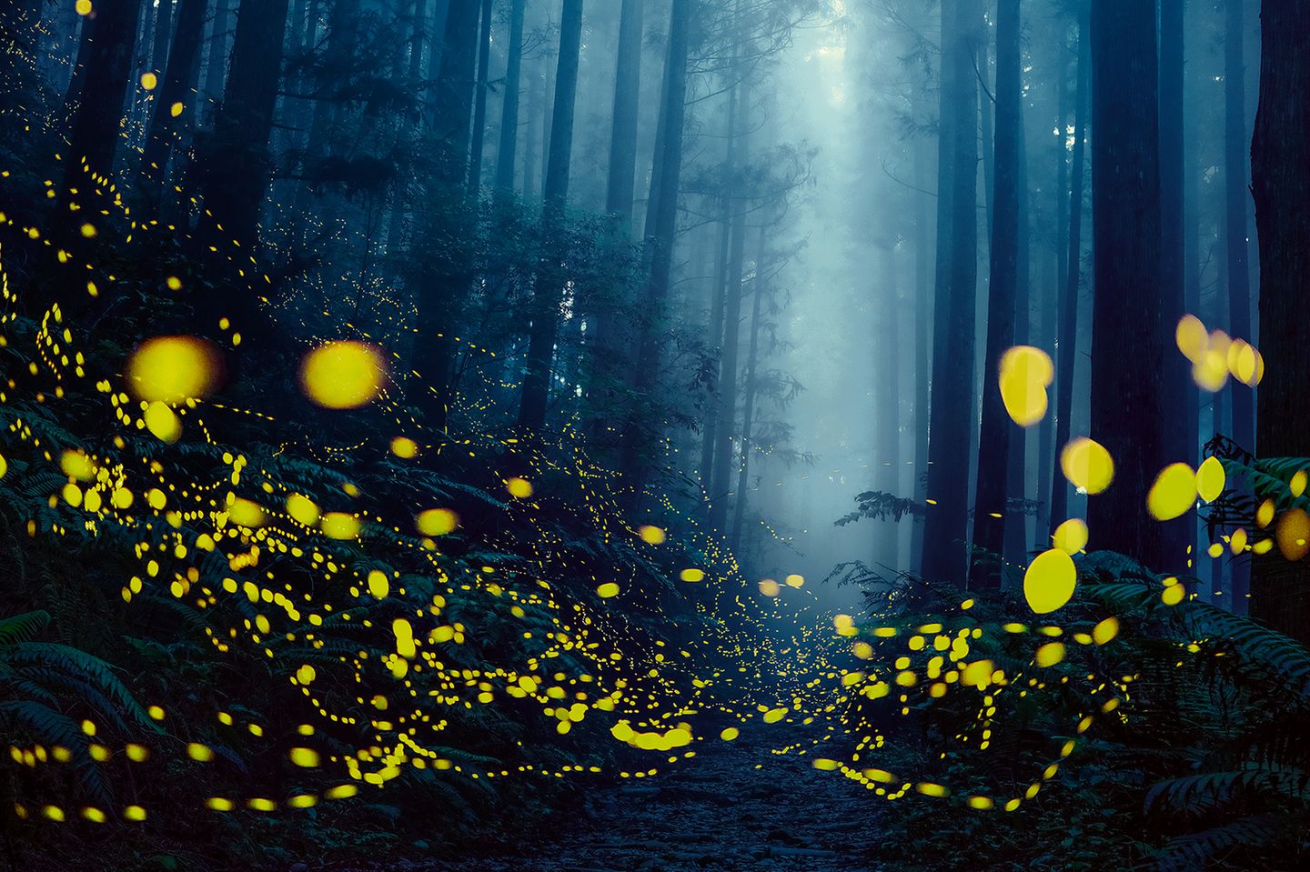 Glühwürmchen in einem Wald bei Wufeng, Provinz Hsinchu, Taiwan