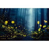 Glühwürmchen in einem Wald bei Wufeng, Provinz Hsinchu, Taiwan