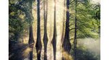 Sasaguri-Kyudai-Wald in der Präfektur Fukuoka im Süden Japans