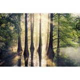 Sasaguri-Kyudai-Wald in der Präfektur Fukuoka im Süden Japans