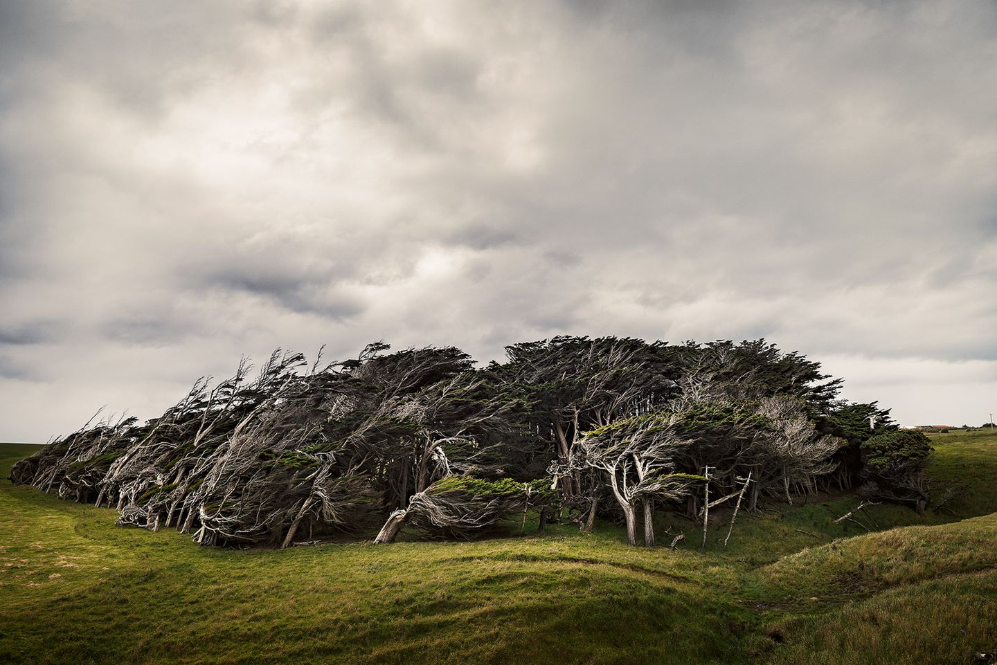 Vom Wind gebeugte Bäume in Slope Point, Catlins, Neuseeland