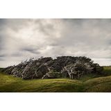 Vom Wind gebeugte Bäume in Slope Point, Catlins, Neuseeland