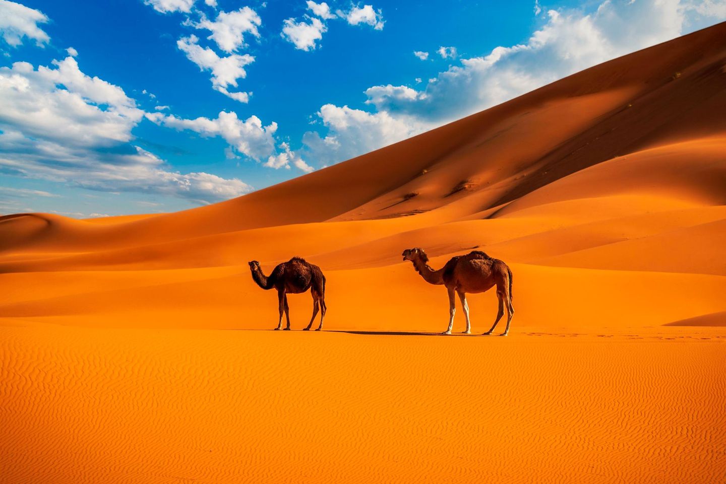 Kamele in der Wüste von Erg Chebbi