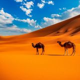 Kamele in der Wüste von Erg Chebbi