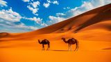 Kamele in der Wüste von Erg Chebbi