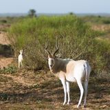 Antilopen im Nationalpark Souss Massa