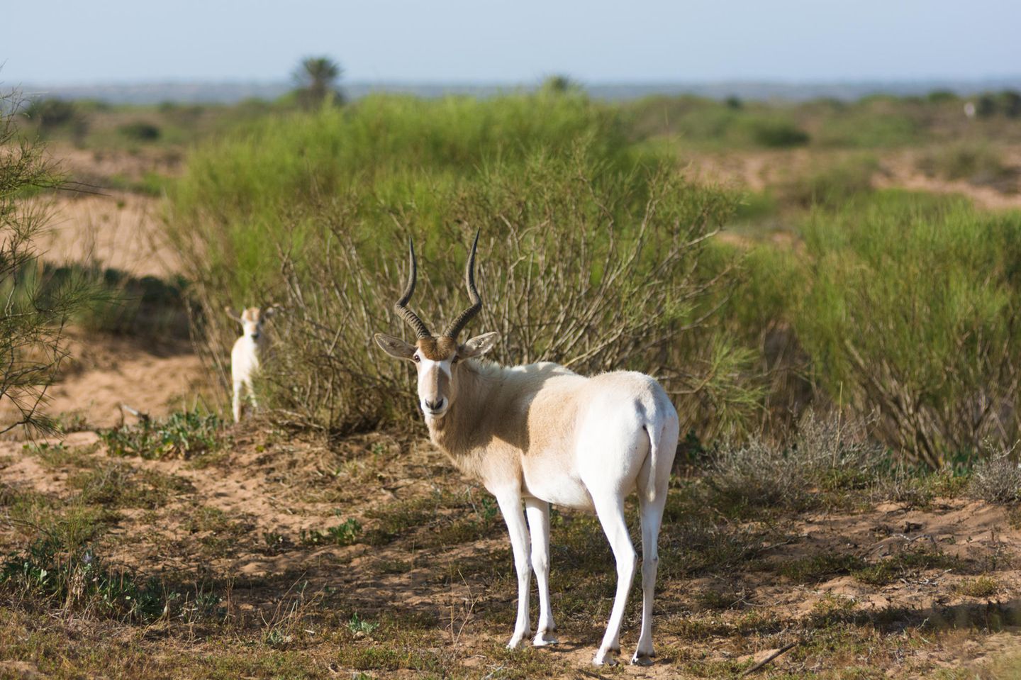 Antilopen im Nationalpark Souss Massa
