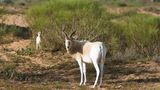 Antilopen im Nationalpark Souss Massa