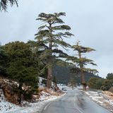 Verschneite Zedernwälder in Ifrane