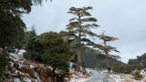 Verschneite Zedernwälder in Ifrane