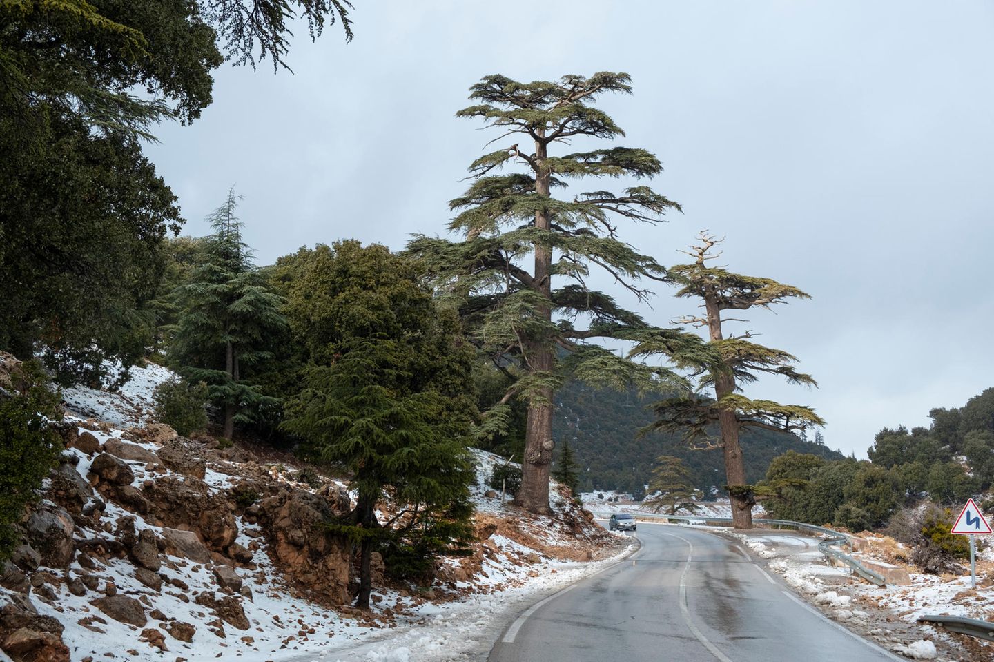 Verschneite Zedernwälder in Ifrane