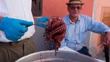 Frisch gekochter Tintenfisch wird aus dem Topf gehoben