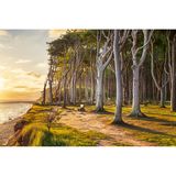 Gespensterwald von Nienhagen, Mecklenburg-Vorpommern