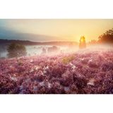 Lüneburger Heide, Niedersachsen