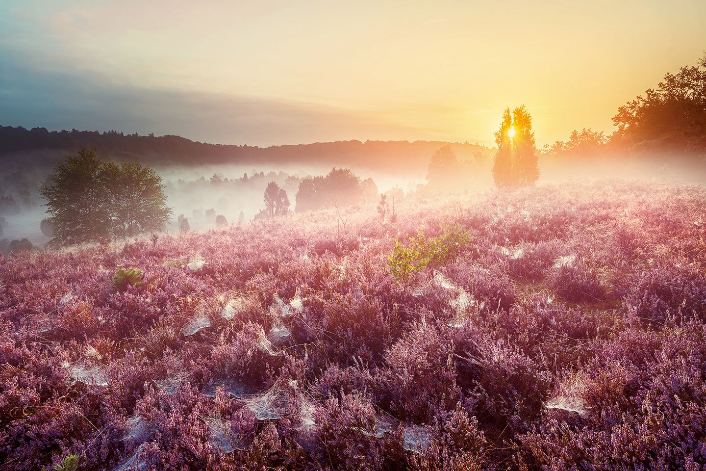 Lüneburger Heide, Niedersachsen
