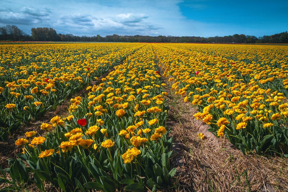 Gelbes Tulpenfeld