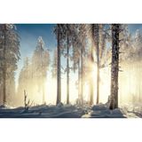Bergfichtenwald in den Bayerischen Voralpen