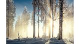 Bergfichtenwald in den Bayerischen Voralpen