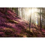 Winterheide Blütenmeer, Steiermark Österreich