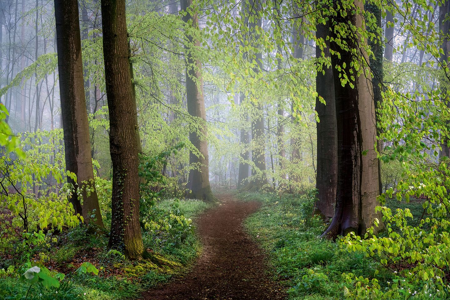Rotbuchen im Frühlingskleid Pfad, Rotbuchen in Frühlingsgrün, Teutoburger Wald