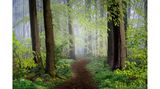 Pfad, Rotbuchen in Frühlingsgrün, Teutoburger Wald