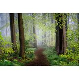 Pfad, Rotbuchen in Frühlingsgrün, Teutoburger Wald