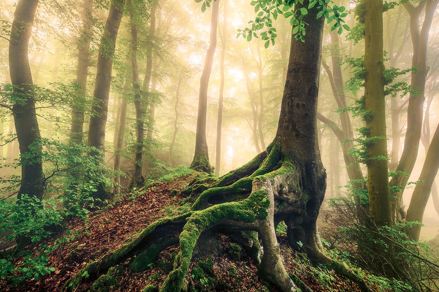 Zu Füßen der mächtigen Rotbuche Rotbuche, Eifel