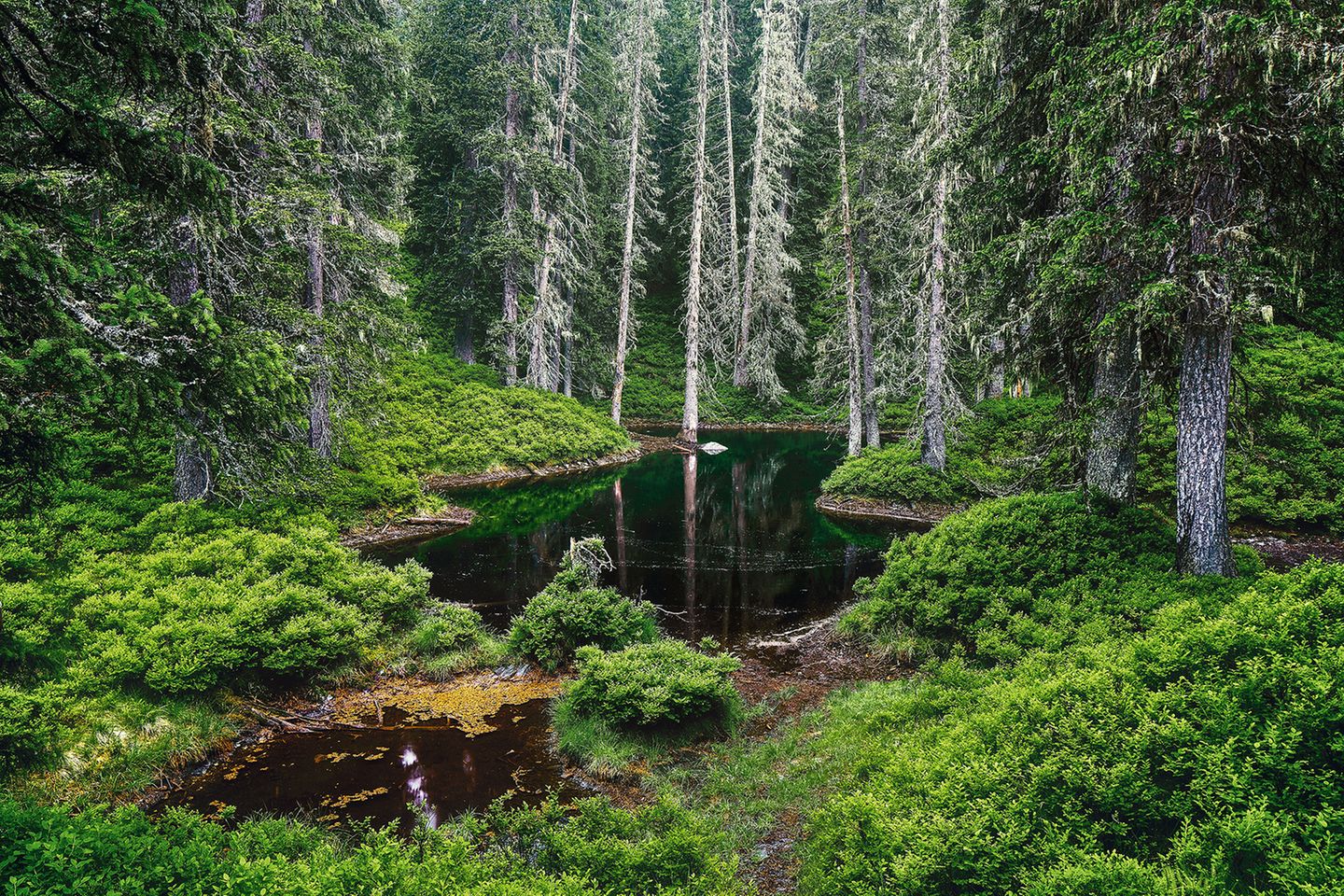 Rauriser Urwald im Salzburger Land Rauriser Urwald im Salzburger Land