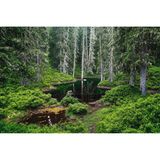 Rauriser Urwald im Salzburger Land