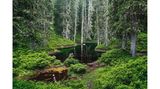 Rauriser Urwald im Salzburger Land