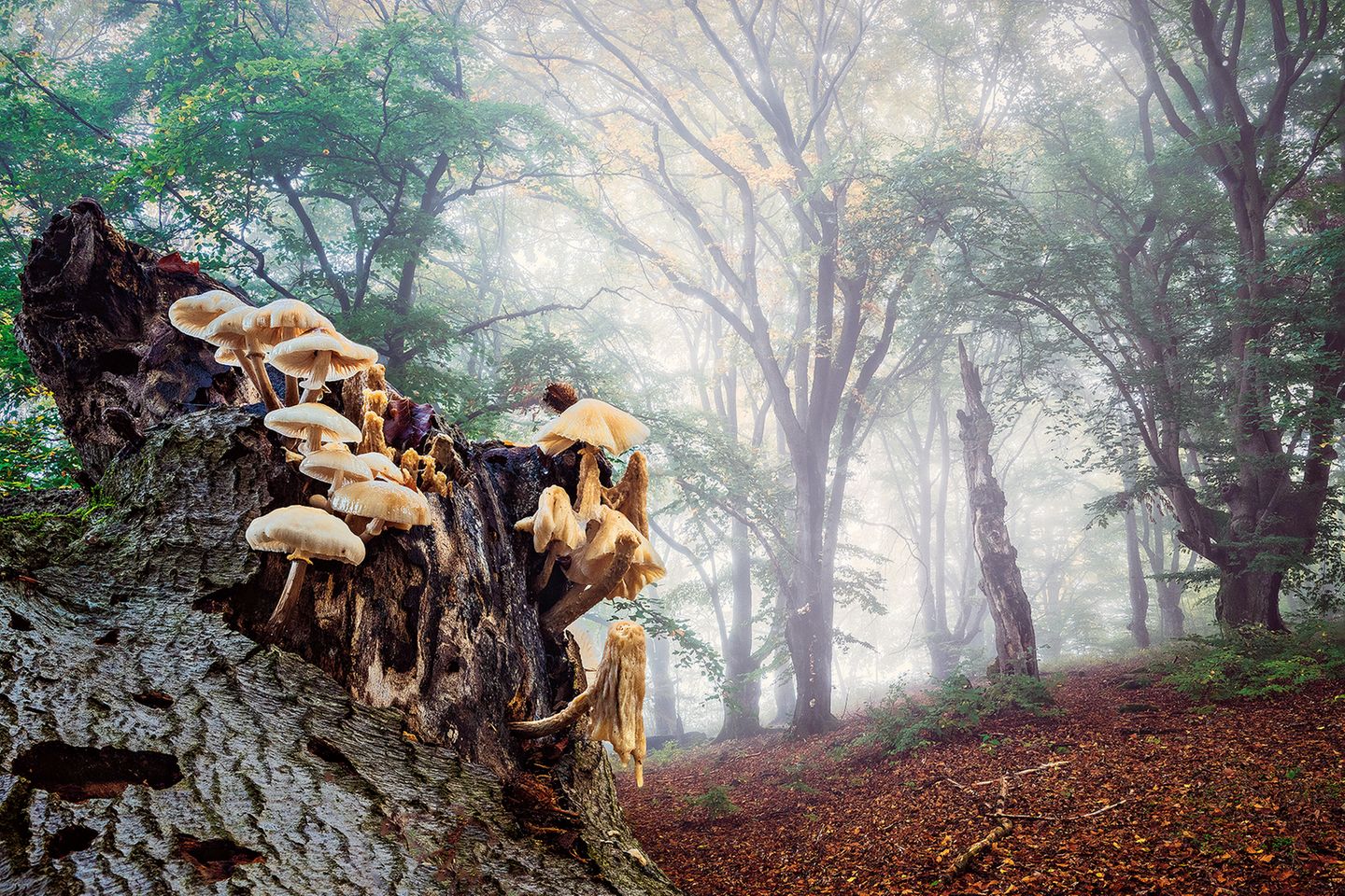 Buchenschleimrüblinge im Kellerwald Buchenschleimrüblinge, Kellerwald, Hessen